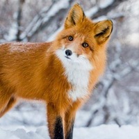 Екатерина Ануфриева |