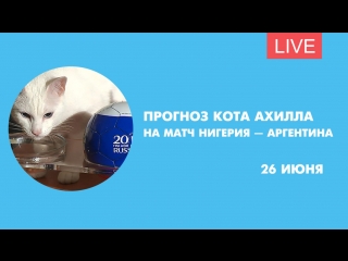 Прогноз кота Ахилла на матч Нигерия-Аргентина. Онлайн-трансляция
