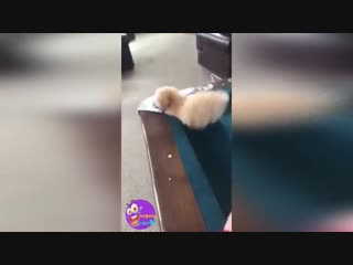 Этот #щенок будущий чемпион мира по игре в #бильярд =)))