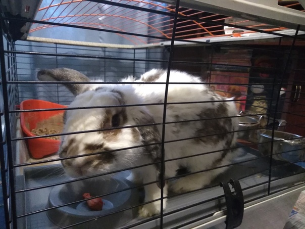 Пенза. Отдам в добрые руки домашнего кролика с клеткой. Возр