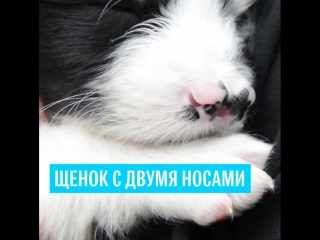 Щенок с двумя носами