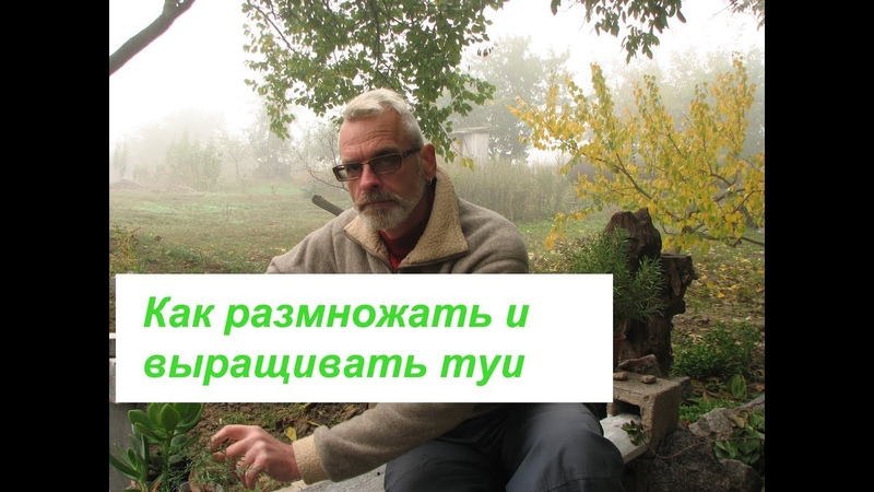 Как размножать и выращивать туи
