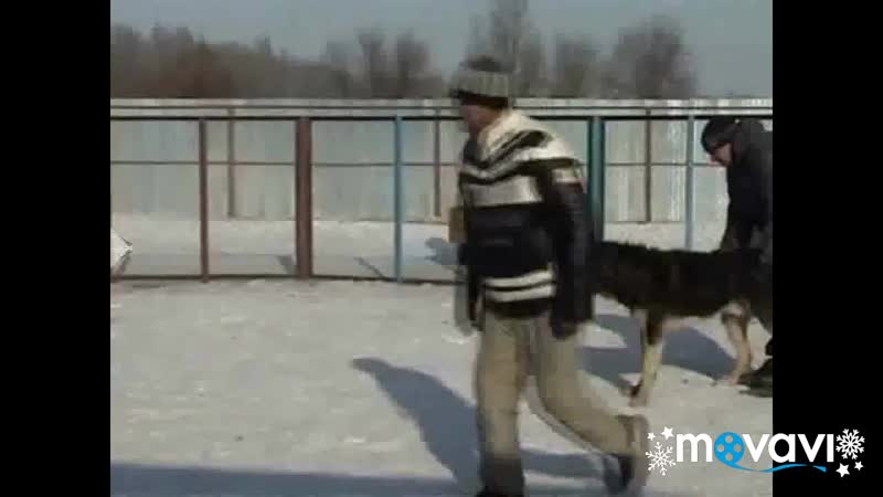 БОСС ДЕДЬ АЛАПАРА