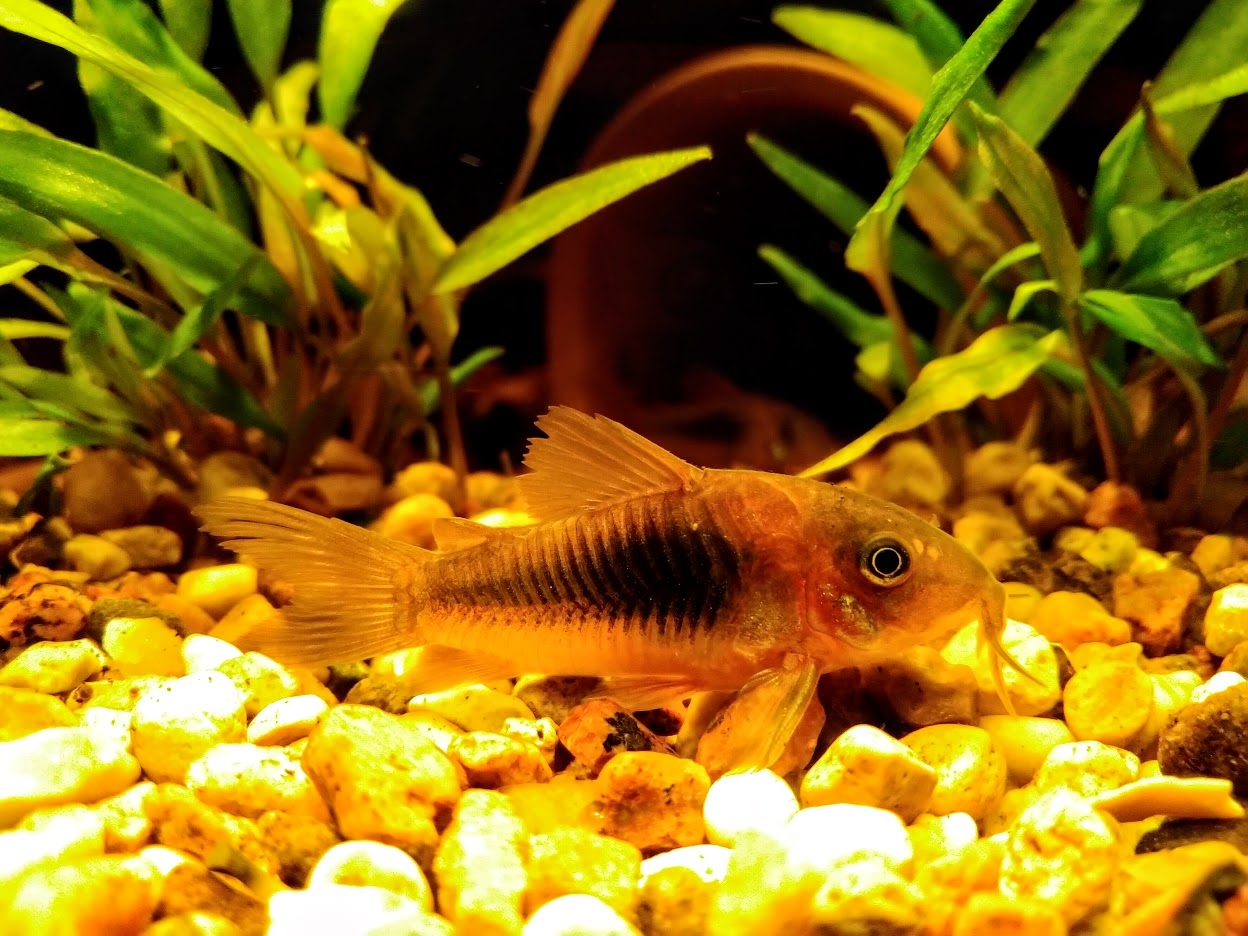 Картинка с форума