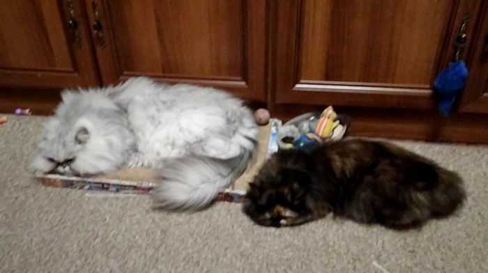 Кошки в нашей жизни. Кошки и все, что с ними связано.