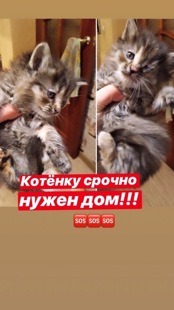Просьба помочь в пристройстве котенка(девочка)! Их в подъезд