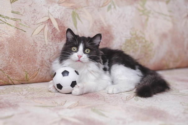 #нужна_финансовая_помощь@vmestepnz_animals #Лёва_ID137
НУЖН