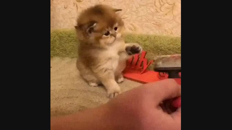 Doc387550244_484454611.mp4