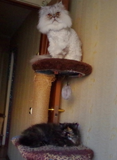 Кошки в нашей жизни. Кошки и все, что с ними связано.