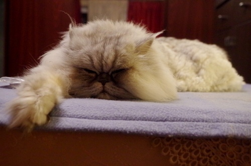 Кошки в нашей жизни. Кошки и все, что с ними связано.