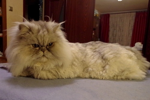 Кошки в нашей жизни. Кошки и все, что с ними связано.