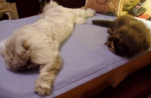 Кошки в нашей жизни. Кошки и все, что с ними связано.