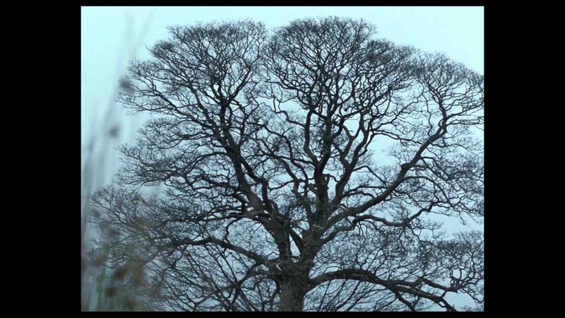 Wuthering heights 2011