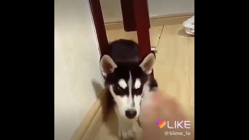 Like_6595157420969685509.mp4