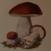 Константин Боровик