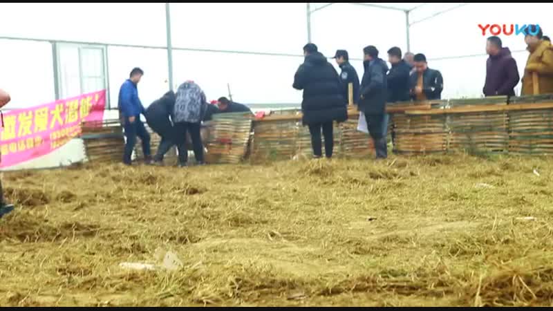 Горец в Китае