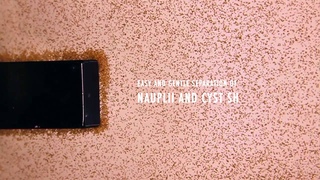 Sep-Art Artemia Cyst.mp4