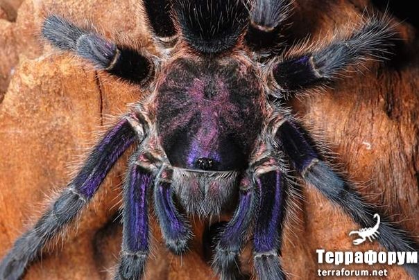 Phormictopus sp cautus

