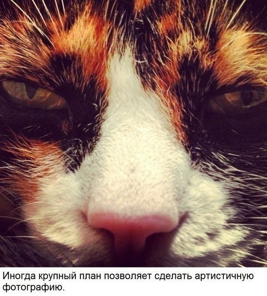 Как сделать идеальное селфи Портреты всегда выигрывают у простых фотографий. За редким исключением, если вы не крутейший фотограф, который развивает свой аккаунт. Проследите, в 9 из 10 случаев