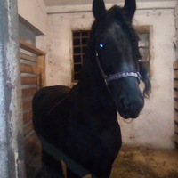 Роман Айрих | Баган