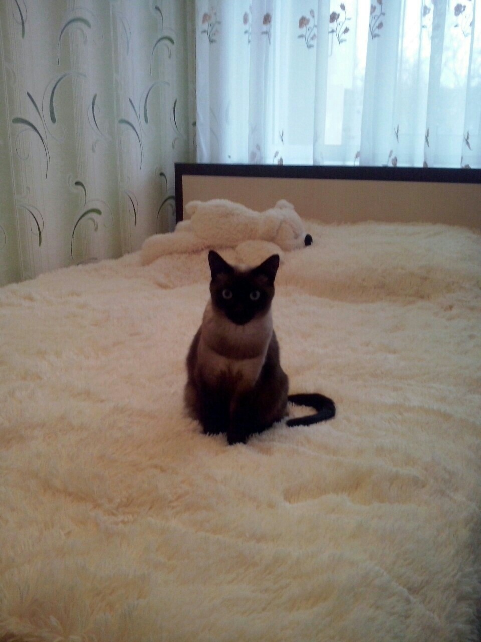 ПОТЕРЯЛАСЬ КОШКА