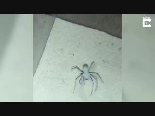 CRAZY NEWS NOW ( mass-media & video) 📹 - Amazing footage of a spider burying itself in the sand