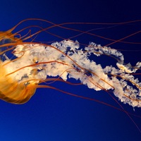 Паша Зуев | Курган