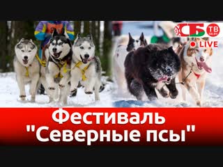 Фестиваль любителей ездового спорта