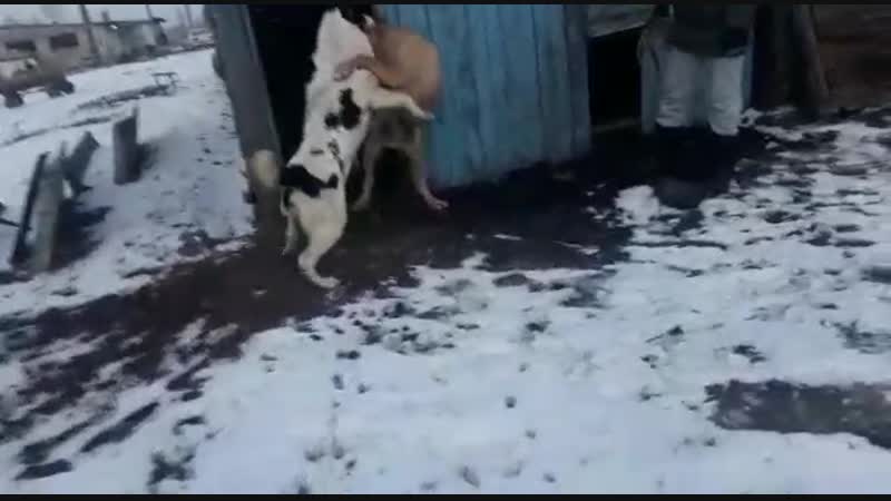 Алапар Шункар