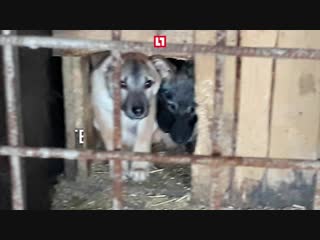 Сотни животных могут умереть в ветприемнике Челябинска