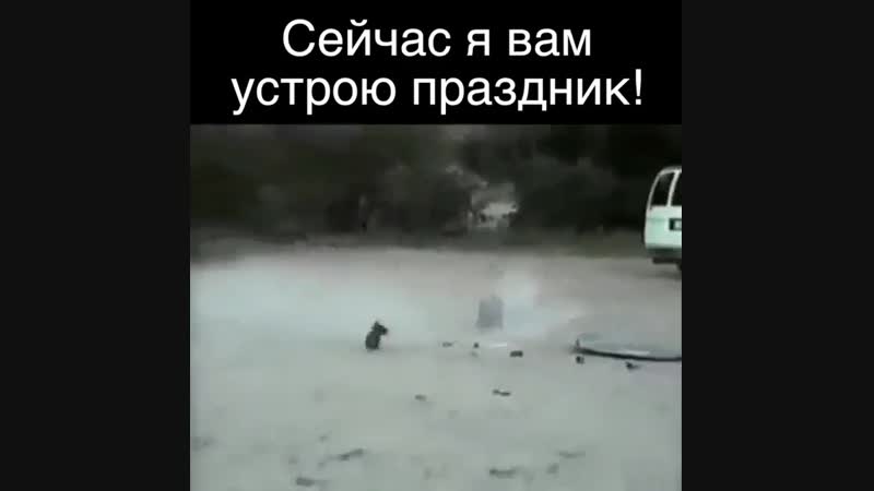 бесстрашный песик