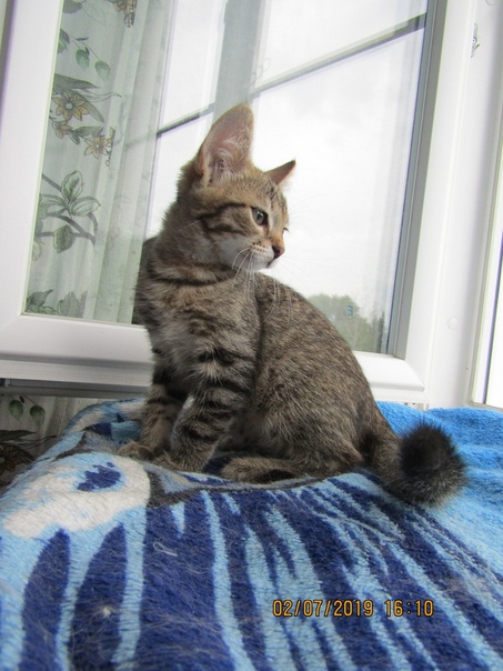 Тимошка. Возраст около 3-х месяцев. Активный и озорной котен