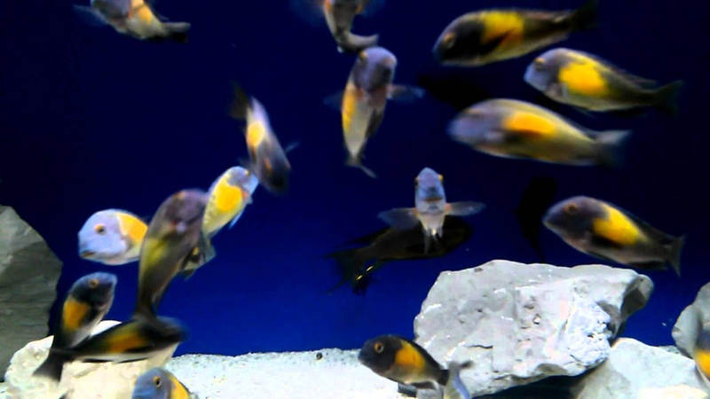 Tropheus Moorii