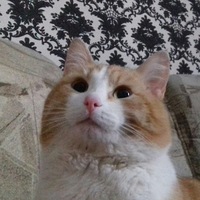 Наталья Скрипник | 