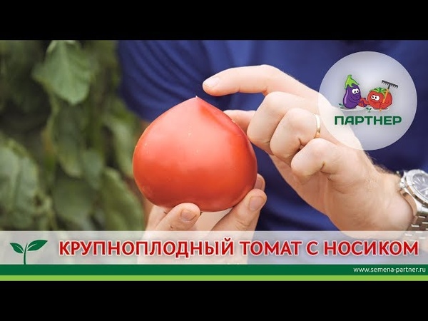 КРУПНОПЛОДНЫЙ ТОМАТ С НОСИКОМ