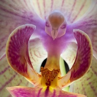 Владимир Волков