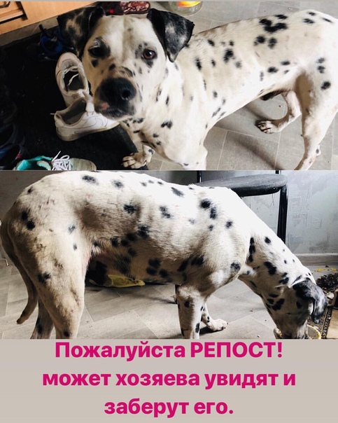 Ребята!!! Нашёлся кобель, далматинец!!! Нашли в Весёловке, б