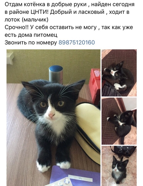 Маленький комочек все ещё ищет дом и добрых хозяев☺️