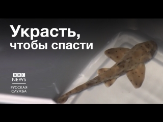 Благими намерениями вымощена дорога к акуле