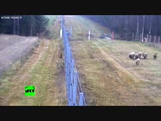 Камеры сняли побег восьми овец из Литвы в Белоруссию