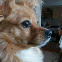 Вася Птицын | 