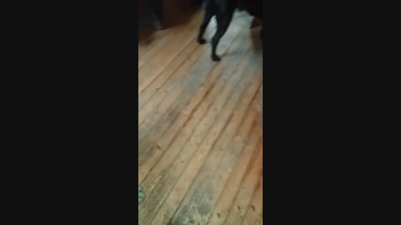 Наш певец 🐕🎤🎼