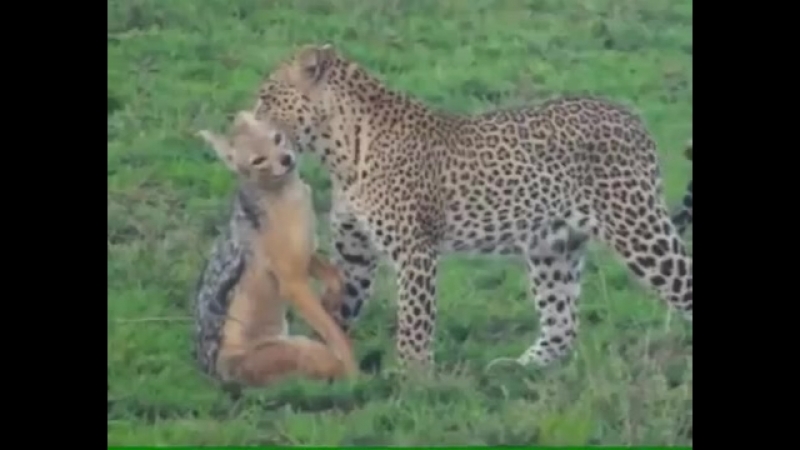 Shere.Khan - Amazing Legends