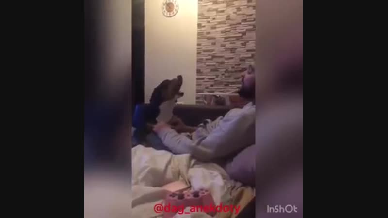 Прикол собака (жирная собака)