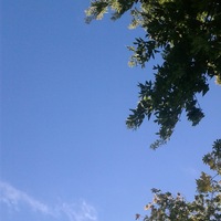 Аля Щеткова