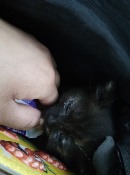 Добрый вечер, нашла котёнка по улице гладкова. На проезжую ч