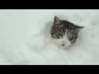 Леди суперкот, приколи о кошках, смешные коты, лучшие приколы с кошками, новинки 2019, ghbrjks 2019