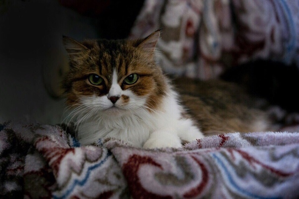 Сонечка! 2,5 года. Стерилизована, здорова, метис перса.В еде