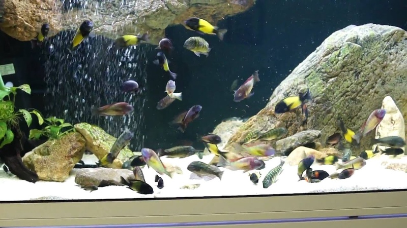 Tropheus