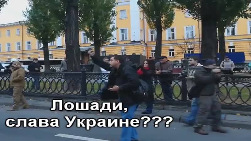 Лошади, СУГС Сала Сраине.